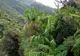 Solul pădurilor tropicale poate stoca CO2 sub formă de calcar