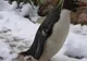 Pinguinii şi maimuţele de la grădina zoologică din Londra s-au bucurat cel mai mult de ninsoare