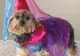 Cele mai trăznite costume pentru căţeluşi - VEZI GALERIE FOTO