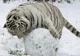 Cele mai frumoase fotografii cu animale, săptămâna 31 ianuarie-6 februarie - GALERIE FOTO