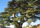 Cedrii milenari din Liban sunt ameninţaţi de schimbările climatice