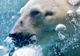 Pescuitul comercial a fost oprit în unele zone din Arctica