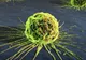 Cercetătorii au descoperit o enzimă care inhibă evoluţia cancerului la sân 
