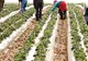 Sumele trimise de muncitorii români au scăzut cu 3% în ultimele luni 