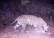 Un jaguar a fost fotografiat pentru prima oară în centrul Mexicului