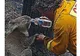 Oameni din întreaga lume ajută animalele sălbatice rănite în incendiile din Australia