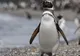 Pinguinii trebuie să înoate aproape 500 de kilometri pentru a găsi hrană