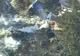Noi mărturii filmate şi noi informaţii despre tragedia aviatică petrecută joia trecută în statul New York