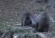 Inspectorii Sanitar Veterinari din Sibiu au descoperit animale cu rabie 