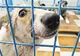 Primăria Iaşi va investi 1,5 milioane de euro într-un adăpost de animale