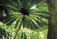 Utilizarea biocombustibililor poate contribui, indirect, la distrugerea pădurilor tropicale