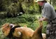 Un îngrijitor zoo masează talpa unui leu - GALERIE FOTO