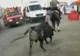 O femeie a fost lovită de un taur care urma să lupte într-o corrida