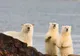 Eroziunea coastelor din Alaska s-a dublat în ultimii 5 ani