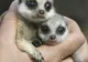 Doi pui de suricată şi-au făcut debutul la Grădina Zoologică din Sydney - GALERIE FOTO
