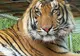 O subspecie rară de tigru, zărită la graniţa Chinei cu Myanmar