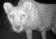 Un ghepard foarte rar a fost surprins în Sahara - VEZI FOTO