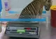 Un pui de tigru abandonat la naştere a fost adoptat de angajaţii unui parc zoo din Ierusalim