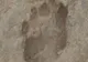 A fost descoperită cea mai veche urma lăsată de un Homo Erectus acum 1,5 milioane de ani