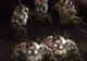 Blizzard prezintă the Unburied din Diablo 3 - VEZI GALERIE