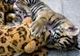 Cele mai frumoase fotografii cu animale, săptămâna 22 - 28 februarie