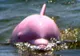 Un delfin roz a fost filmat într-un lac din Louisiana