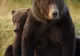 Vânătorii din judeţul Alba au lăsat deoparte armele pentru a hrăni animalele