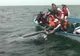 Balenele gri apar tot mai des în zona de coastă a Mexicului, unde pot eşua