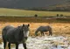Cele mai vechi dovezi ale domesticirii cailor, descoperite în Kazakhstan