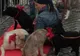 În centrul Sibiului, zece câini fără stăpân au fost expuşi pentru adopţie 