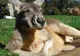 O familie din Australia s-a trezit cu un cangur în pat, în toiul nopţii