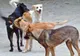 Toţi câinii vagabonzi din Bucureşti vor fi sterilizaţi în 12 luni din momentul în care proiectul municipalităţii va intra în vigoare
