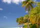 Maldive, un paradis şi pentru rechini. Pescuitul lor a fost interzis