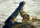 Un crocodil a devorat un rechin, într-o luptă subacvatică - FOTO