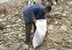 Peste 50 de angajaţi ai SGA Gorj au ecologizat râul Jiu 