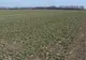 Agricultorii vrânceni cultivă rapiţă pentru fabricarea combustibilului biodisel