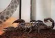 Un adăpost din Polonia găzduieşte animale exotice abandonate