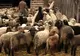 Parlamentul European le permite ţăranilor să îşi sacrifice mieii şi porcii în mod tradiţional