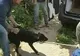Hingherii şi poliţia din Italia caută 20 de câini care au rănit grav o turistă germană