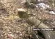 Pădurea de lângă Făget a devenit victimă a defrişărilor abuzive