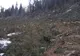 Pe Valea Cărpăreţului din Sibiu se defrişează păduri întregi 