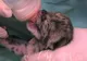 Doi pui de leopard s-au născut la Centrul Zoologic din Virginia 