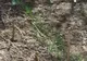 Vrâncenii şi-au plantat în faţa blocului zarzavaturi, ca să mai facă economii