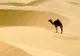 Răsturnări termice îngrijorătoare în Sahara: Temperaturile scad cu 21 de grade sub pragul de îngheţ