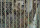 Grădina Zoologică din Turda organizează o campanie de conştientizare despre carnivore 