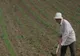 Producătorii au dublat preţurile fungicidelor şi insecticidelor 