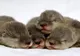Cele mai frumoase fotografii cu animale, săptămâna 30 martie - 5 aprilie