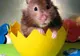 Uitaţi de puişorii de găină, hamsterii sunt mascota de Paşte, în acest an