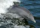 Delfinii surzesc de la sonarele navelor
