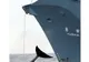 Japonia a omorât "doar" 680 de balene antarctice, mai puţin decât şi-a propus